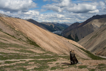 Lonely dog on the top of the ridge. Omulyovka midlands. Magadan Region. Russia.