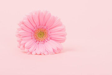 Single soft pink gerber daisy flower on a pink background - obrazy, fototapety, plakaty
