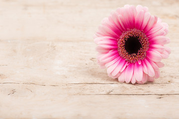 Different pink colored gerbera daisy flower lying on old pile wood on a horizontal image