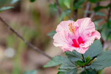 Pink Hibiscus Rosa-sinensis flower or China rose