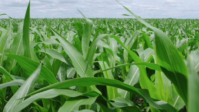Camera moves over the tops of corn stalks in a broad cornfield on this farm. Shot on a sunny summer day. Shot in 4K UHD.