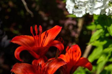 The blossoming lily growing in a flight garden. 