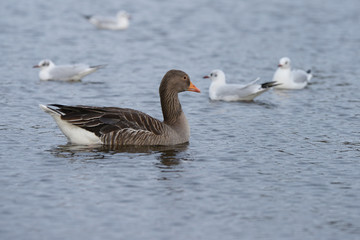 Greylag Goose, goose