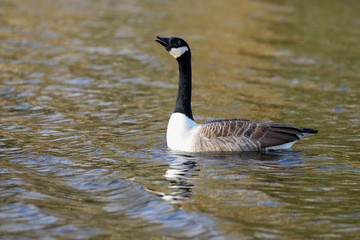 Canada Goose, Branta canadensis