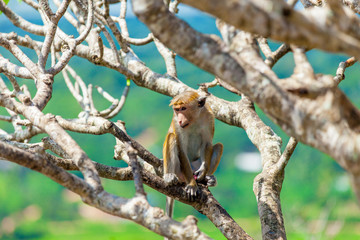 monkey on the tree