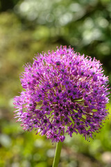 The blossoming decorative onions growing in a summer garden. 