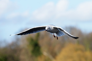 Black-headed Gull, Chroicocephalus ridibundus