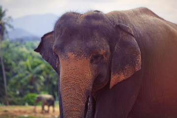 Fototapeta na wymiar Lonely elephant in a jungle
