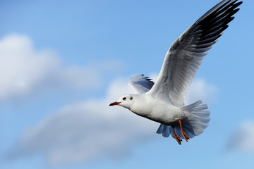 Black-headed Gull, Chroicocephalus ridibundus