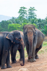 Obraz premium Elephant group near a jungle