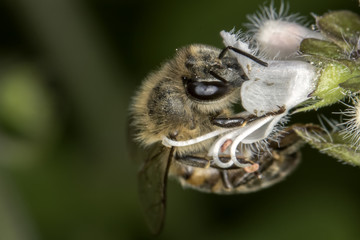 bee pollinating basil flower extreme close up - bee pollinating flower macro photo