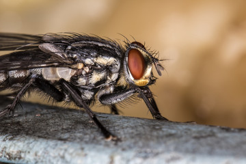 Fly red eyes extreme closeup photo - Fly red eyes macro photo