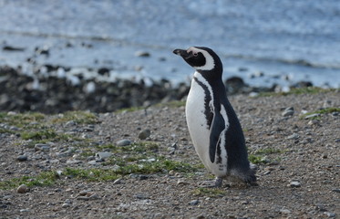 Naklejka premium Magellanic Penguins at the penguin sanctuary on Magdalena Island in the Strait of Magellan near Punta Arenas in southern Chile.