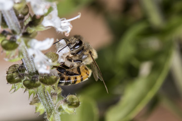 bee pollinating basil flower extreme close up - bee pollinating flower macro photo
