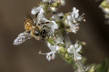 bee pollinating basil flower extreme close up - bee pollinating flower macro photo