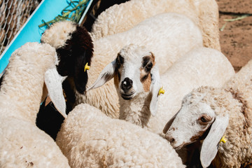 Naklejka premium Group Sheep in the farm