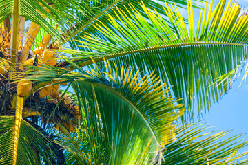 Coconut palm