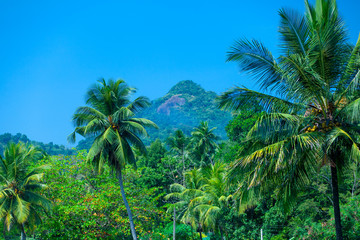 Fototapeta na wymiar Sri Lanka tropical forest