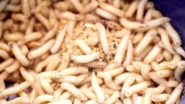 maggots, worms for fishing