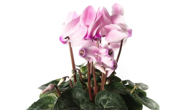 Pink cyclamen isolated timelapse on white background 4K