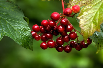 The ripe berries of a guelder-rose growing in the summer wood. 