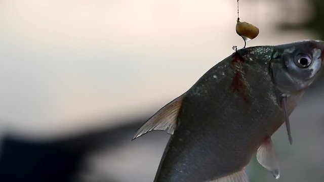 fish turns in the air on a hook and enough air, choking, Fishing Rods, cruelty to animals