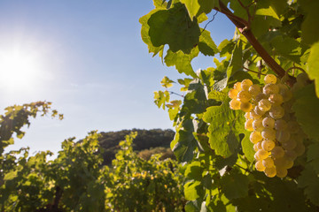 Traube am Weinstock im Gegenlicht