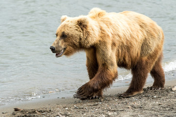 Obraz premium Grizzly Bear Walking on Beach