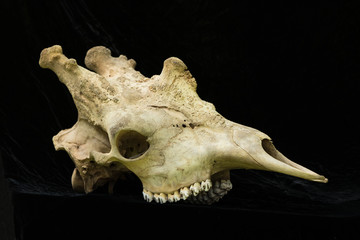 Naklejka premium Giraffe Skull