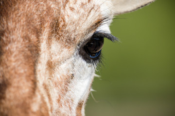 Giraffe Eye