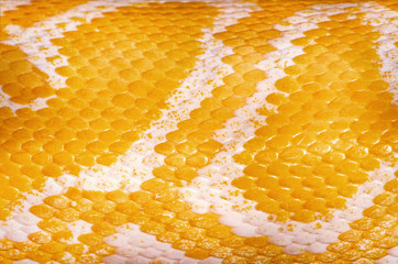 Yellow Python Skin