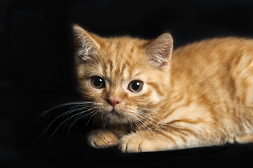 rufous kitten on dark background