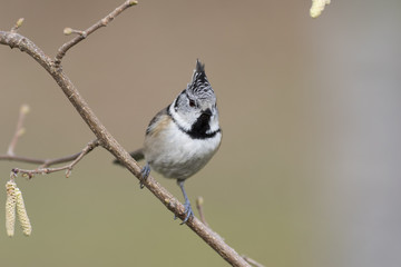 Crested tit passerine bird perched on tree branch