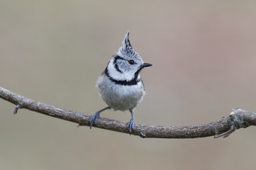 Crested tit passerine bird perched on tree branch