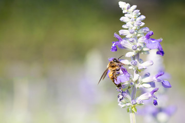 Bumblebee lavender flower