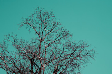 Dry tree with sky in vintage colour style