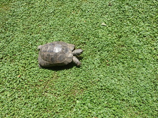 Turtle on the green grass