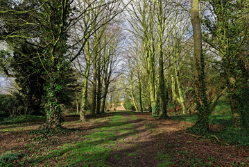 Fototapeta na wymiar Woodland Path in Winter