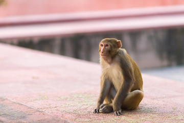 Obraz premium Indian Macaque monkey at the Taj Mahal complex, Agra, India