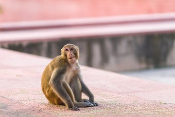 Indian Macaque monkey at the Taj Mahal complex, Agra, India