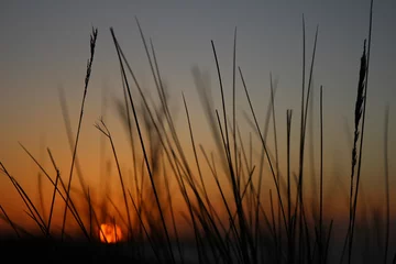 Foto auf Alu-Dibond Reed sunset © Wanchi