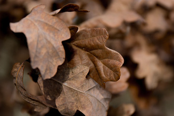 Winter leaves