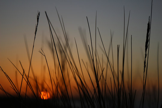 Reed sunset