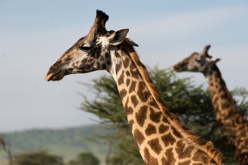 heads of masai giraffes in serengeti national park, tanzania