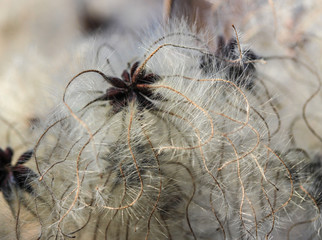 Close up of the seed of Clematis vitalba aka Wild Clematis or Old Man's Beard