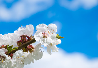 The flowers of the Apple tree