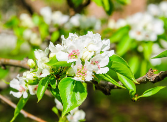 The flowers of the Apple tree
