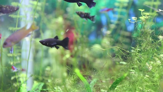 Small neon aquarium fish and guppies