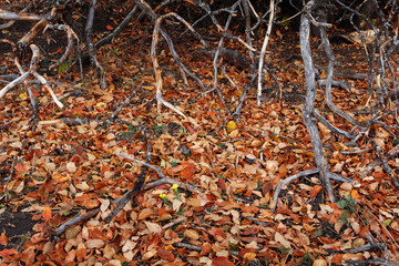 Beautiful autumn fall nature landscape. Golden leaves