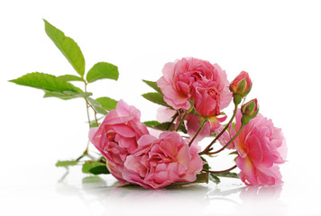 branch of pink climbing rose